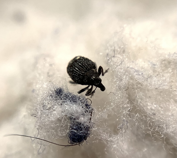 Neophytobius muricatus - tüskéshátú keserűfű-ormányos