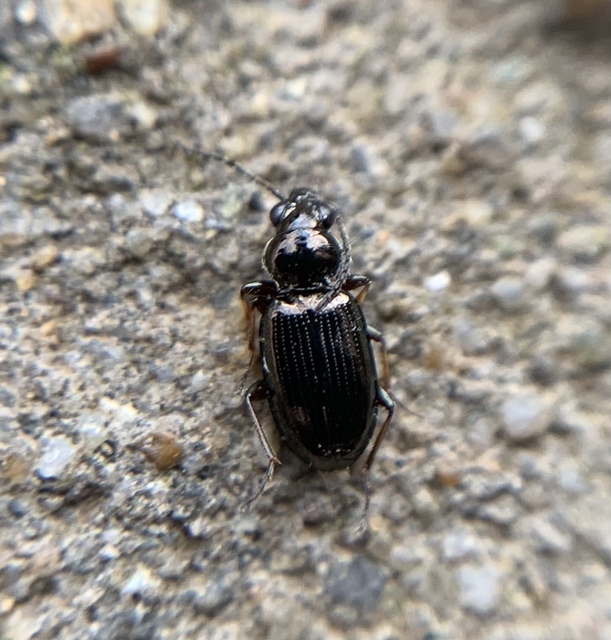 Bembidion properans - parlagi gyorsfutó