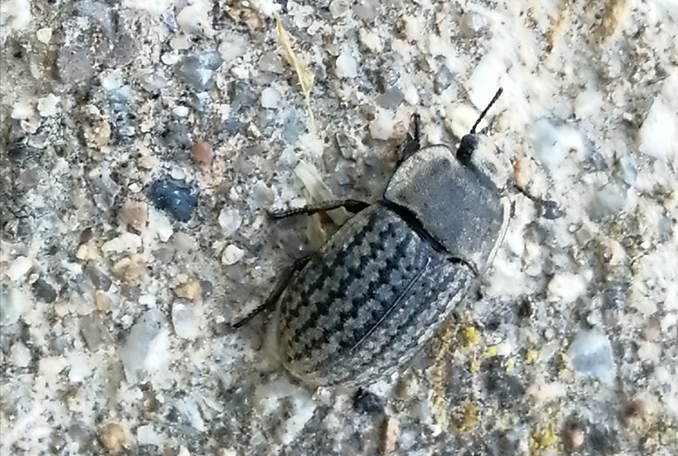 Opatrum sabulosum - sároshátú gyászbogár