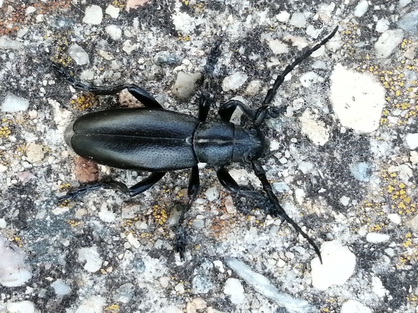 Dorcadion aethiops - fekete gyalogcincér
