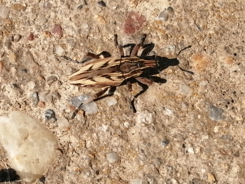 Coniocleonus nigrosuturatus - nyíljegyes barkó
