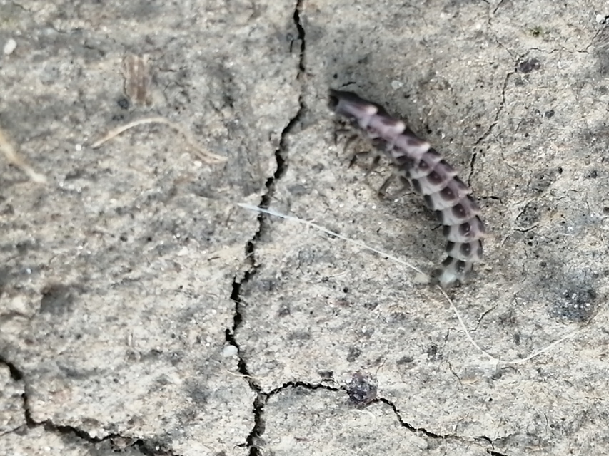 Lampyris noctiluca - nagy szentjánosbogár