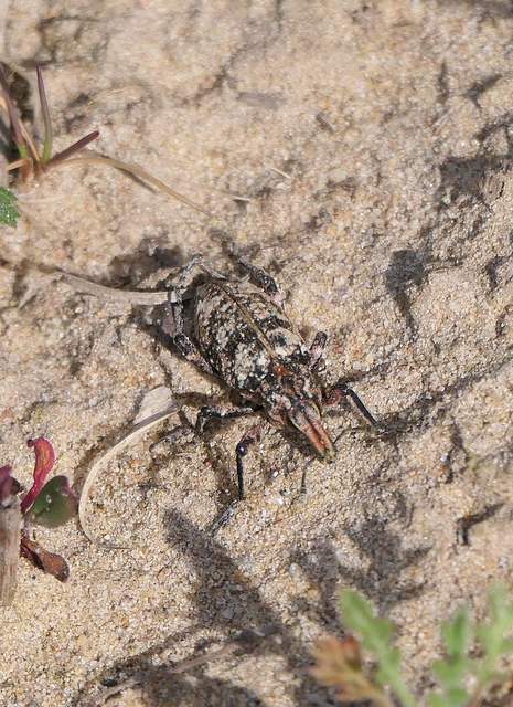 Coniocleonus turbatus - homoki barkó