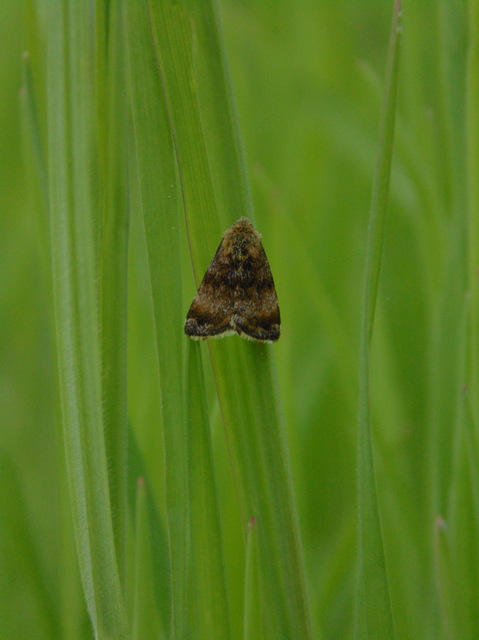 Panemeria tenebrata - apró sárgabagoly