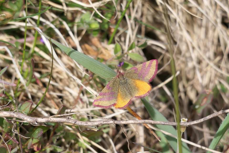 Lythria cruentaria - bíborcsíkos araszoló