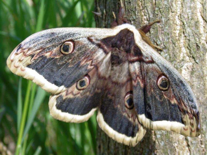 Saturnia pyri - nagy pávaszem
