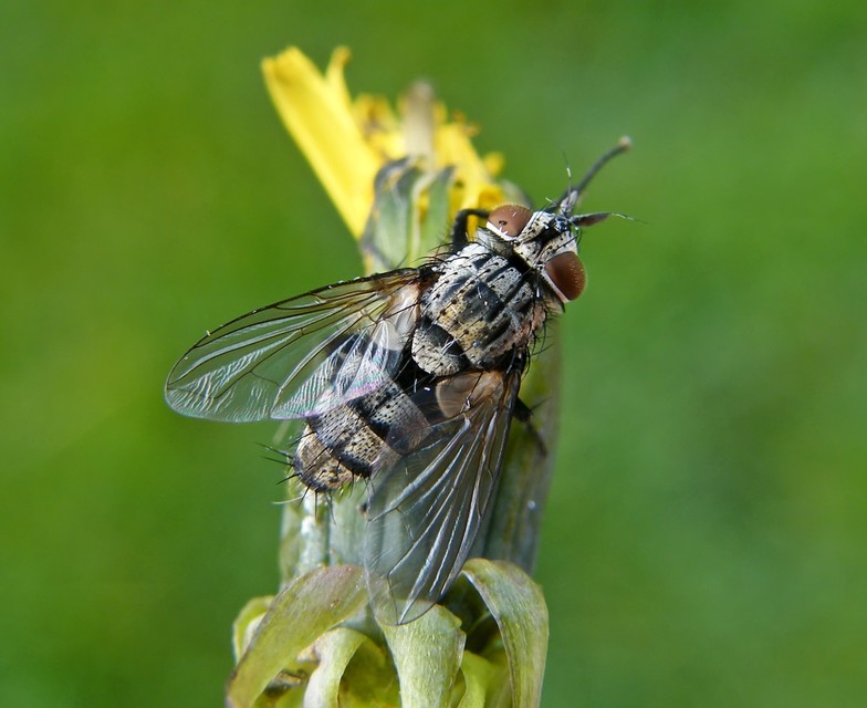 Tachinidae - fürkészlegyek