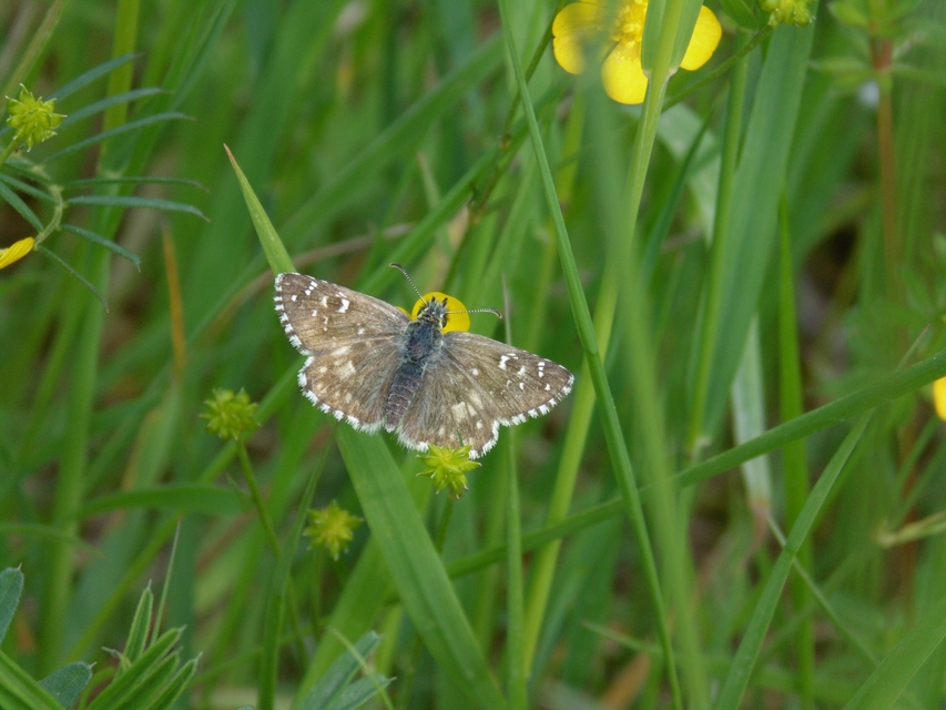 Pyrgus armoricanus - feles busalepke