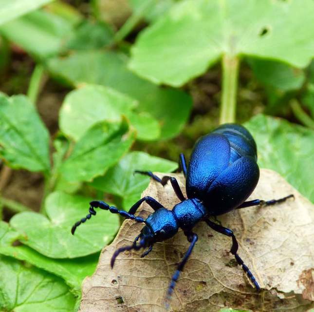 Meloe violaceus - kék nünüke