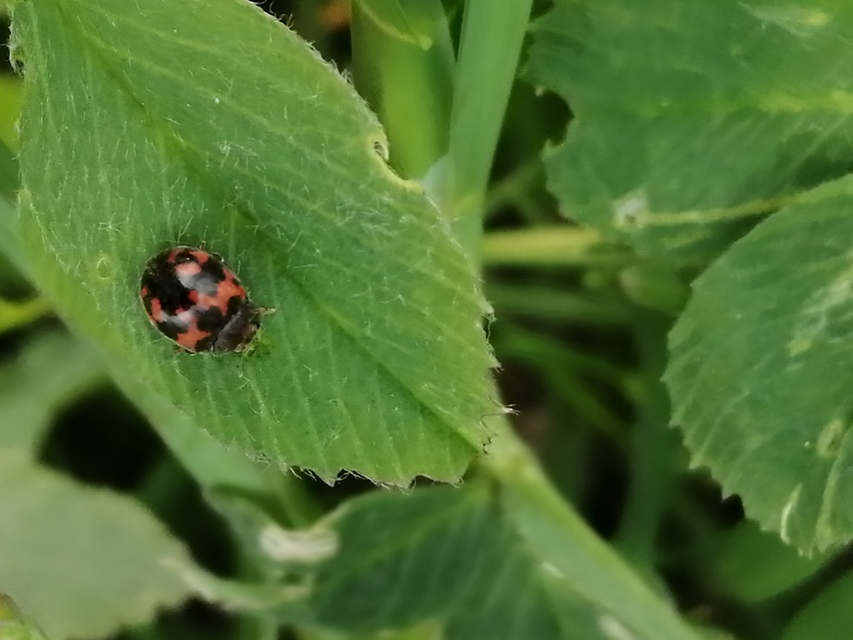 Subcoccinella vigintiquatuorpunctata - lucernaböde