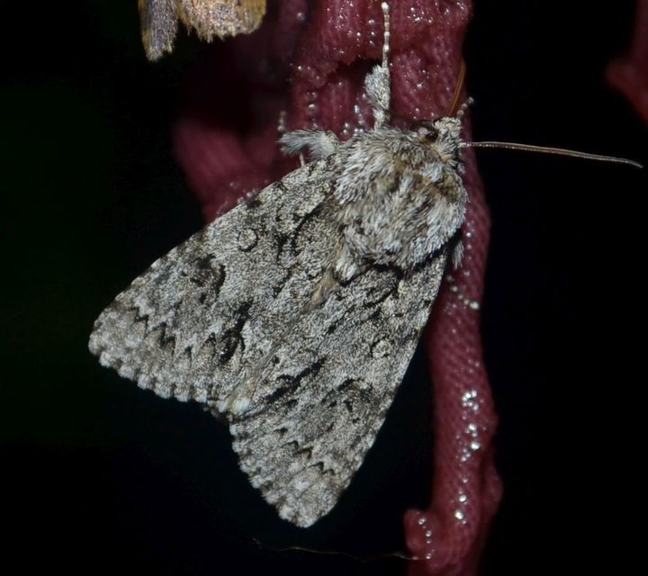 Acronicta auricoma - aranyos szigonyosbagoly