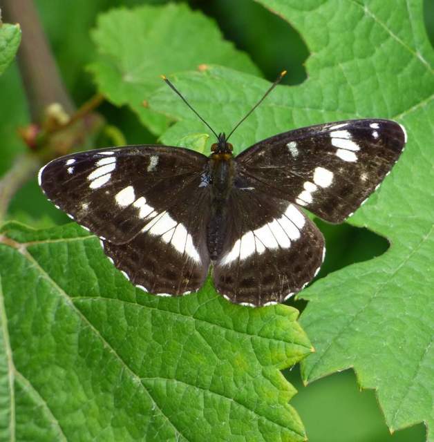 Limenitis camilla - kis lonclepke