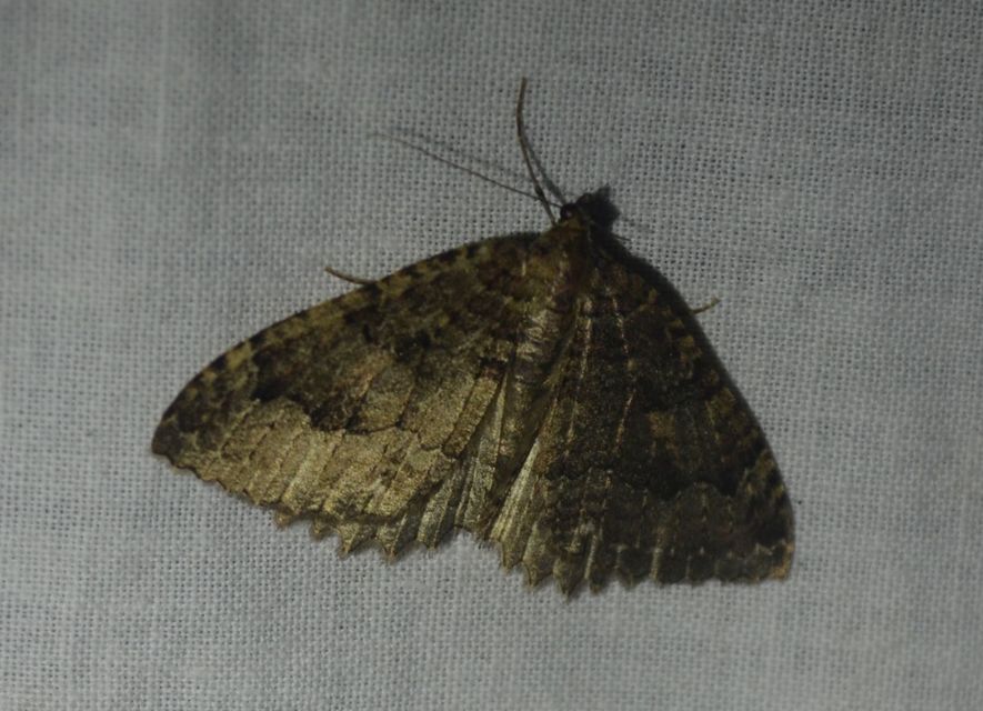 Triphosa dubitata - kutyabenge-araszoló
