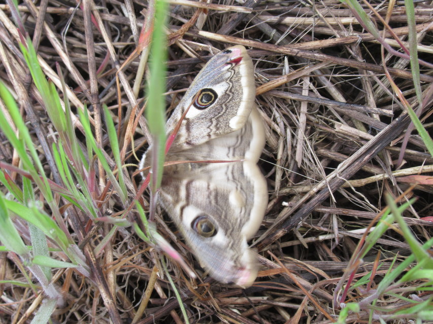 Saturnia pavoniella/pavonia