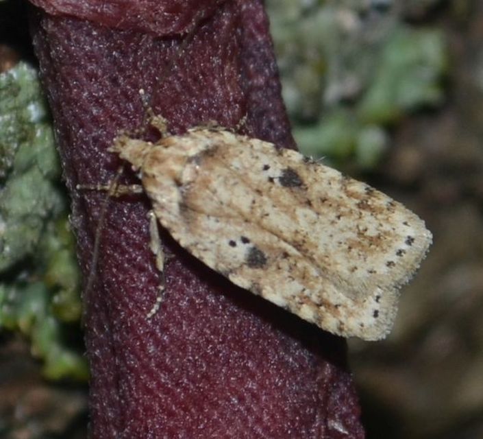 Agonopterix arenella - ördögszem-laposmoly
