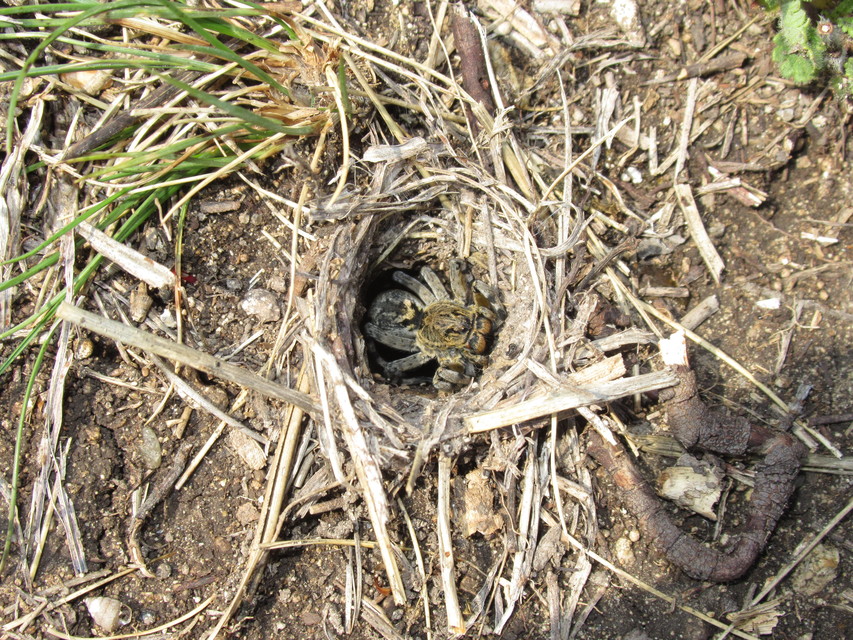 Geolycosa vultuosa - pokoli cselőpók