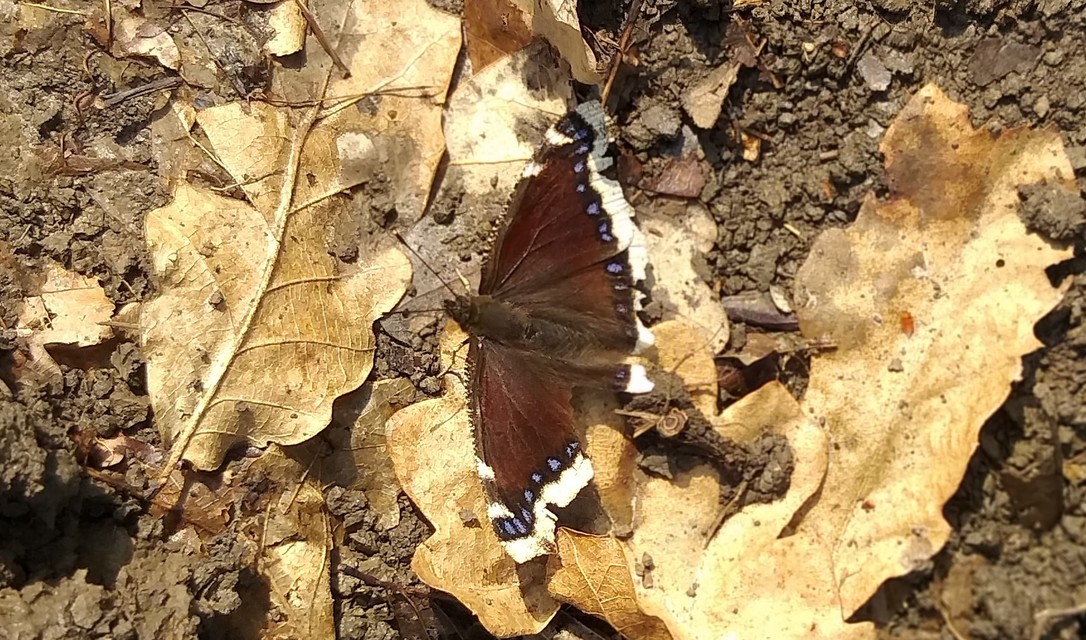 Nymphalis antiopa - gyászlepke