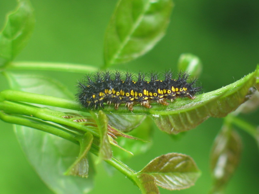 Euphydryas maturna - díszes tarkalepke