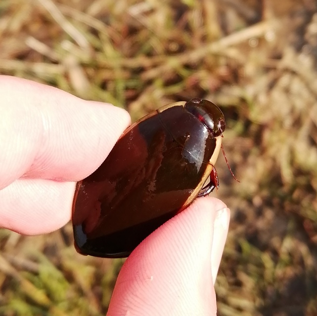 Cybister lateralimarginalis - nagy búvárbogár