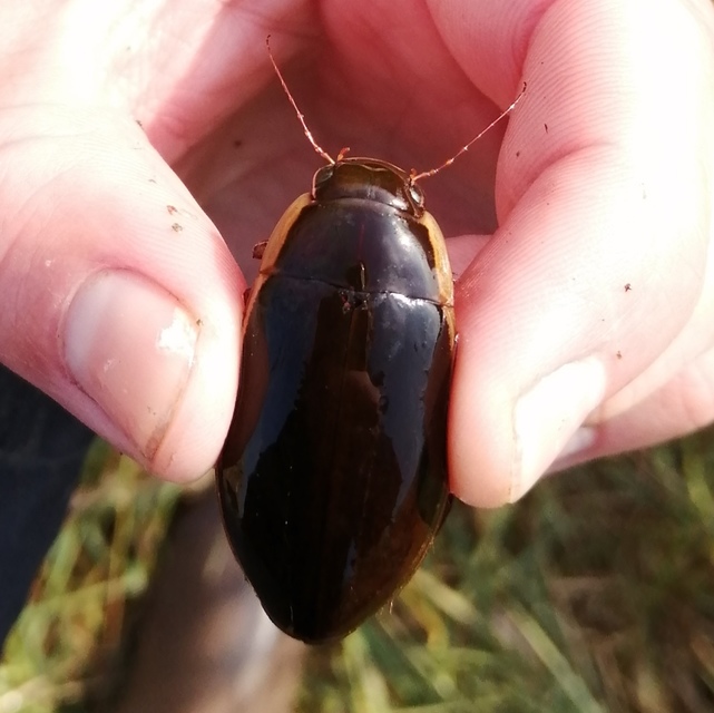 Dytiscus dimidiatus - tompacsípős csíkbogár