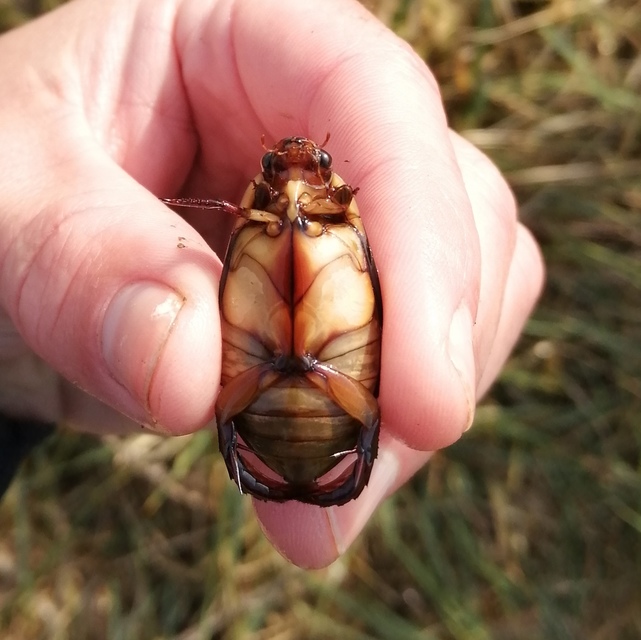 Cybister lateralimarginalis - nagy búvárbogár