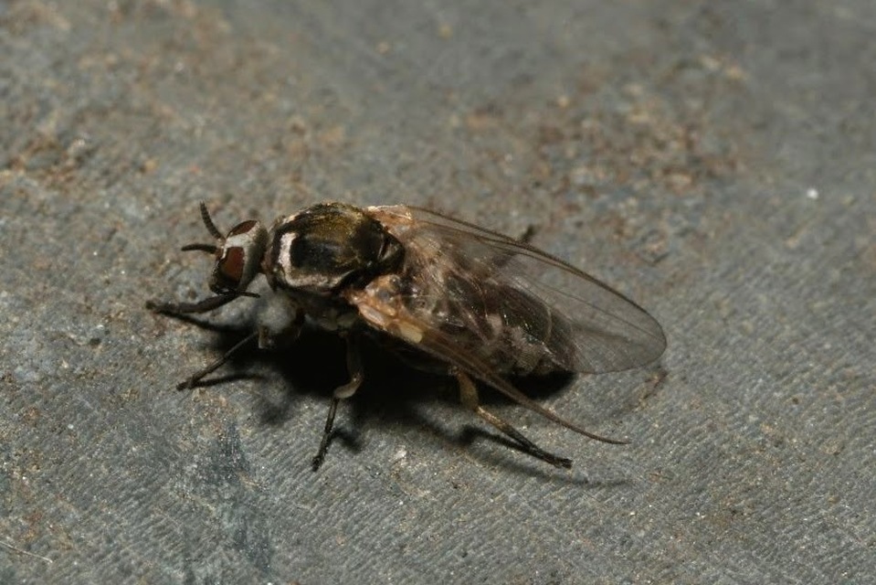 Simuliidae - púposszúnyogok