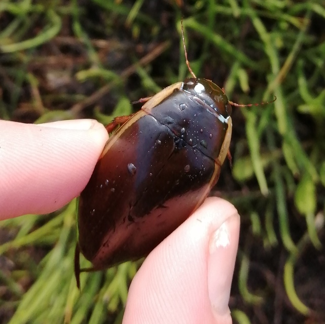 Dytiscus dimidiatus - tompacsípős csíkbogár