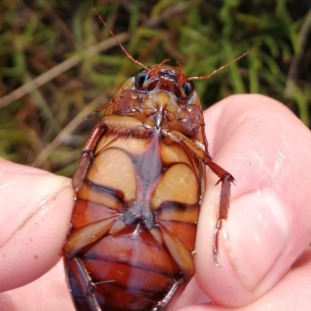 Dytiscus dimidiatus - tompacsípős csíkbogár