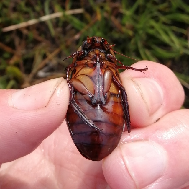 Dytiscus dimidiatus - tompacsípős csíkbogár
