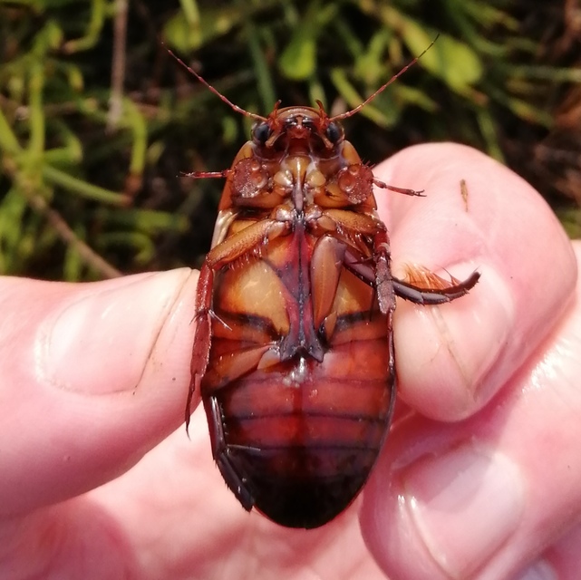 Dytiscus dimidiatus - tompacsípős csíkbogár