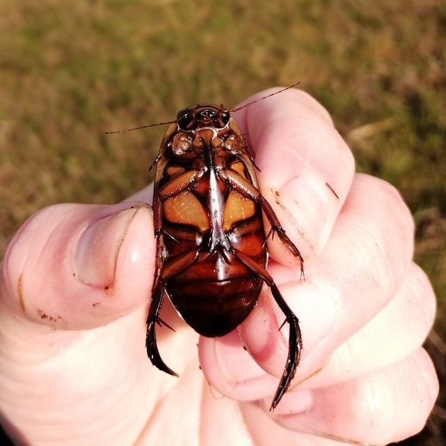 Dytiscus dimidiatus - tompacsípős csíkbogár
