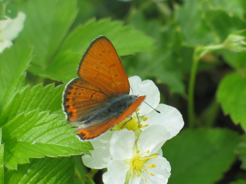 Lycaena thersamon - kis tűzlepke