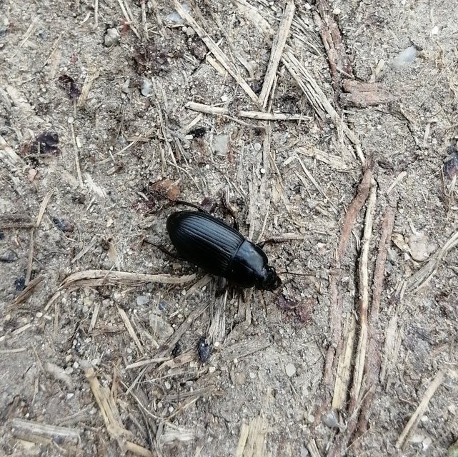 Harpalus serripes - fekete lomhafutó