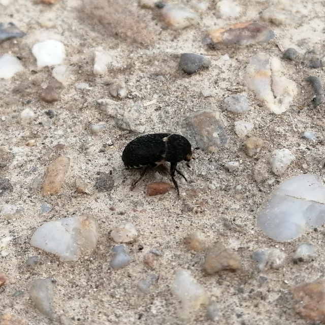 Dermestes laniarius - gyászos porva