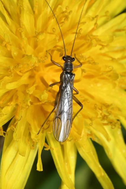 Nemouridae