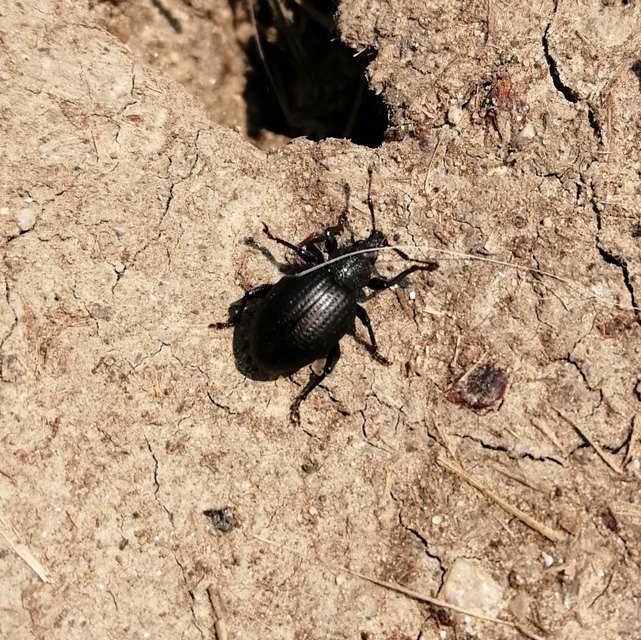 Otiorhynchus catenulatus - gyászos gyalogormányos