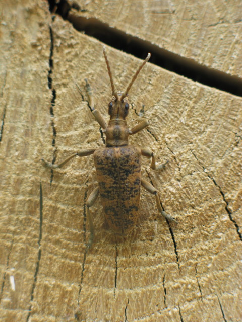 Rhagium sycophanta - tölgyes-tövisescincér