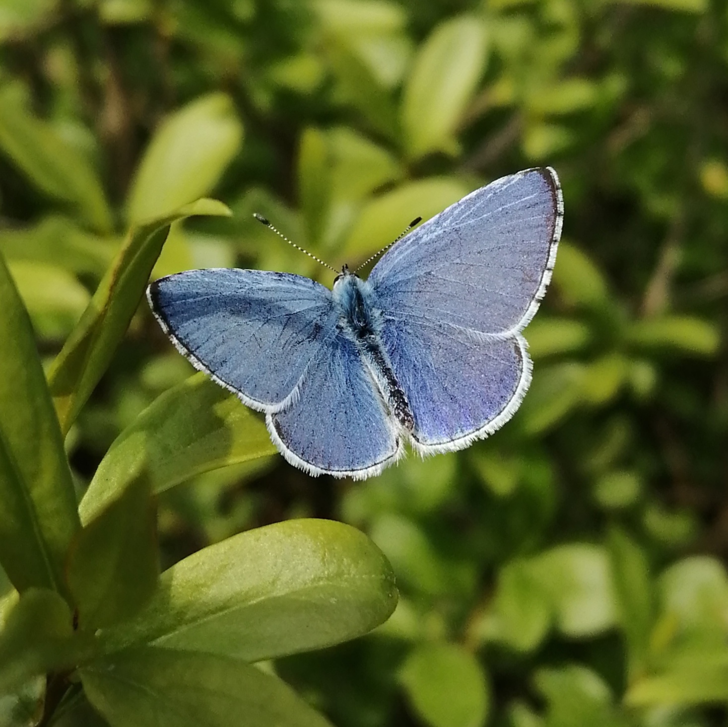 Celastrina argiolus - bengeboglárka