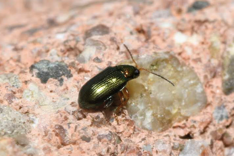 Crepidodera