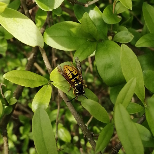 Vespula germanica - német darázs