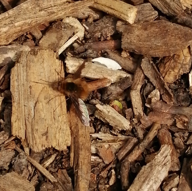 Bombylius major - szegélyes pöszörlégy