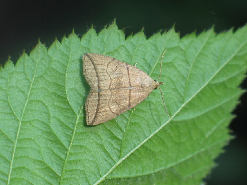 Herminia grisealis - ligeti karcsúbagoly