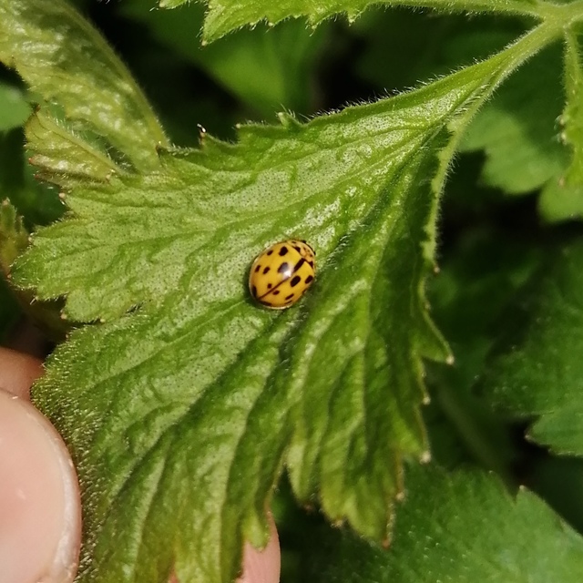 Propylea quatuordecimpunctata - tizennégypettyes füsskata