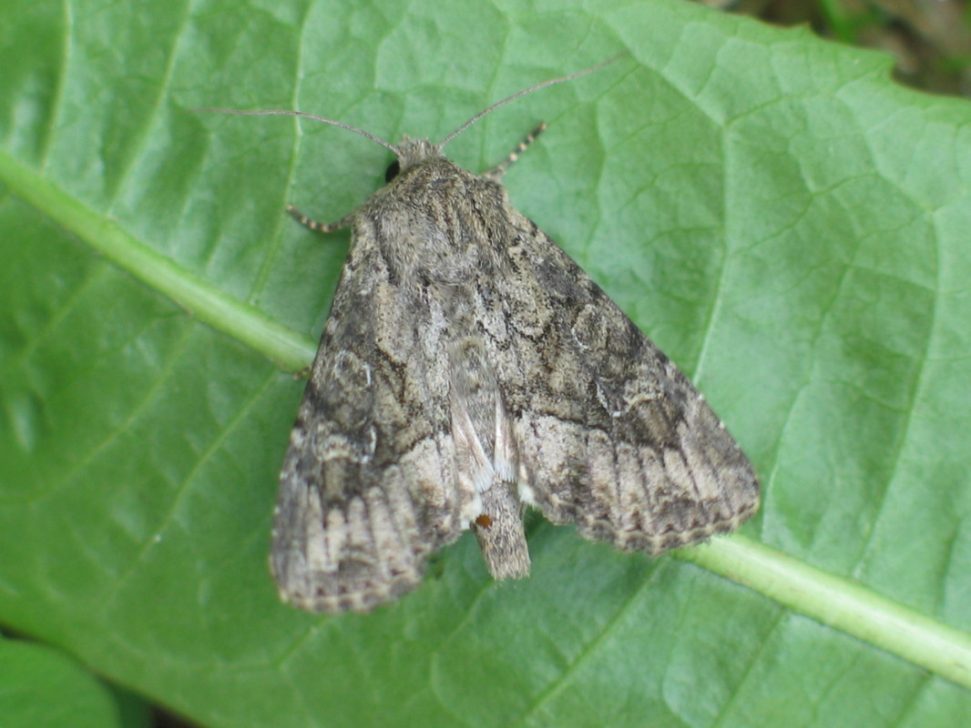 Apamea anceps - közönséges dudvabagoly