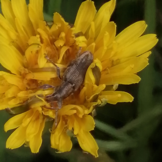 Tanymecus palliatus - közönséges hegyesfarúbarkó