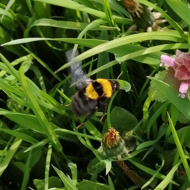 Bombus argillaceus - délvidéki poszméh