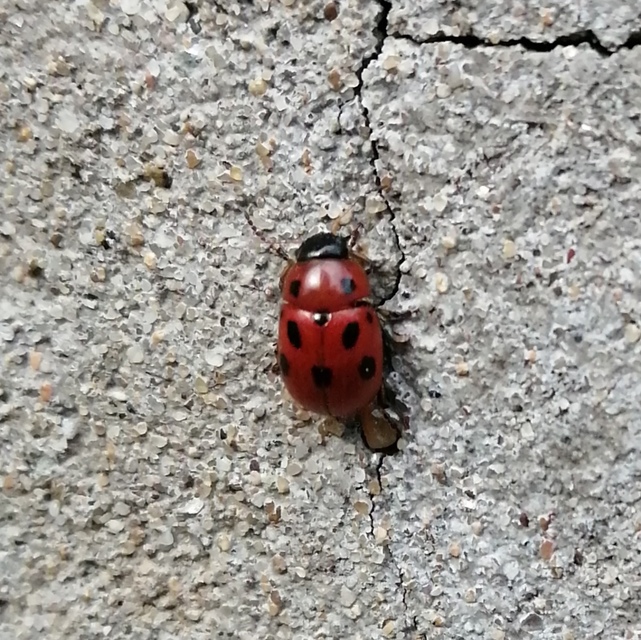 Gonioctena fornicata - közönséges lucernabogár