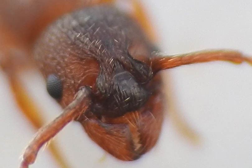 Myrmica curvithorax - sziki bütyköshangya