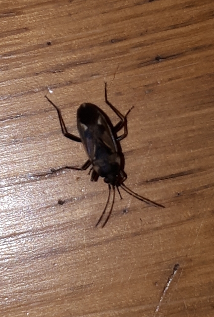 Rhyparochromus vulgaris - közönséges díszesbodobács