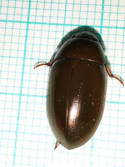 Hydrochara flavipes - sárgalábú csibor